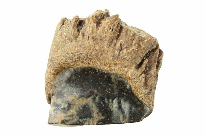 Fossil Dinosaur (Triceratops) Shed Tooth - Wyoming #289133